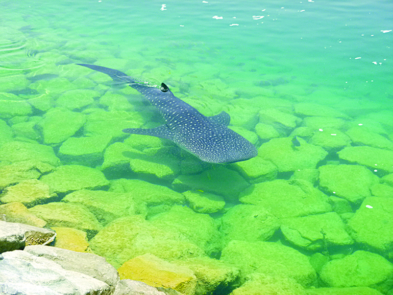 UAE원전 현장 인근의 맑고 깨끗한 바다에서 발견된 고래상어