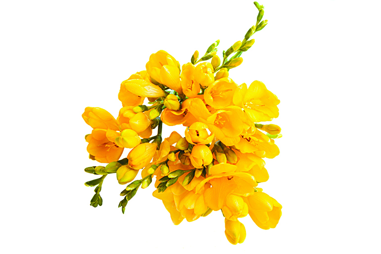 노란 프리지어 꽃사진