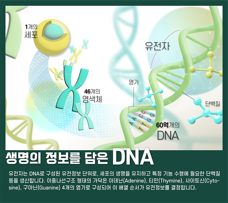 유전자는 DNA로 구성된 유전정보단위로, 세포의 생명을 유지하고 특정 기능 수행에 필요한 단백질 등을 생산합니다. 이중나선구조 형태의 가닥은 아데닌(Adenine), 티민(Thymine), 사이토신(Cytosine), 구아닌(Guanine) 4개의 염기로 구성되어 이 배열 순서가 유전정보를 결정합니다.