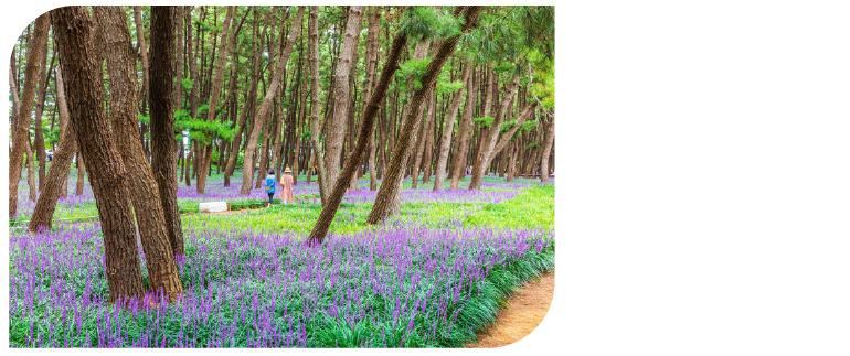 Janghang Pine Forest